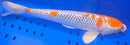 16.25" KUJAKU