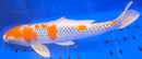 16.25" KUJAKU