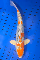 16.25" KUJAKU