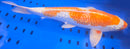 15.25" GINRIN HARIWAKE