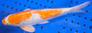 15.25" GINRIN HARIWAKE