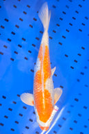 15.25" GINRIN HARIWAKE