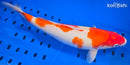 14.5" KOHAKU