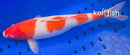 14.5" KOHAKU