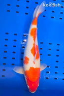 14.5" KOHAKU