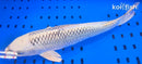 16" GIN MATSUBA