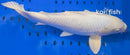 16.5" PLATINUM OGON