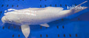 16.5" PLATINUM OGON