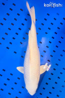 16.5" PLATINUM OGON