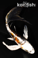 6.25" BENI KIKOKURYU BUTTERFLY
