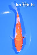 6.75" GINRIN KOHAKU