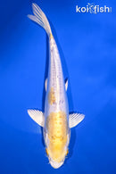 6.75" DOITSU LEMON HARIWAKE