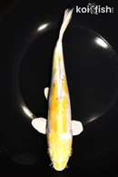 9.5" HEISEI NISHIKI