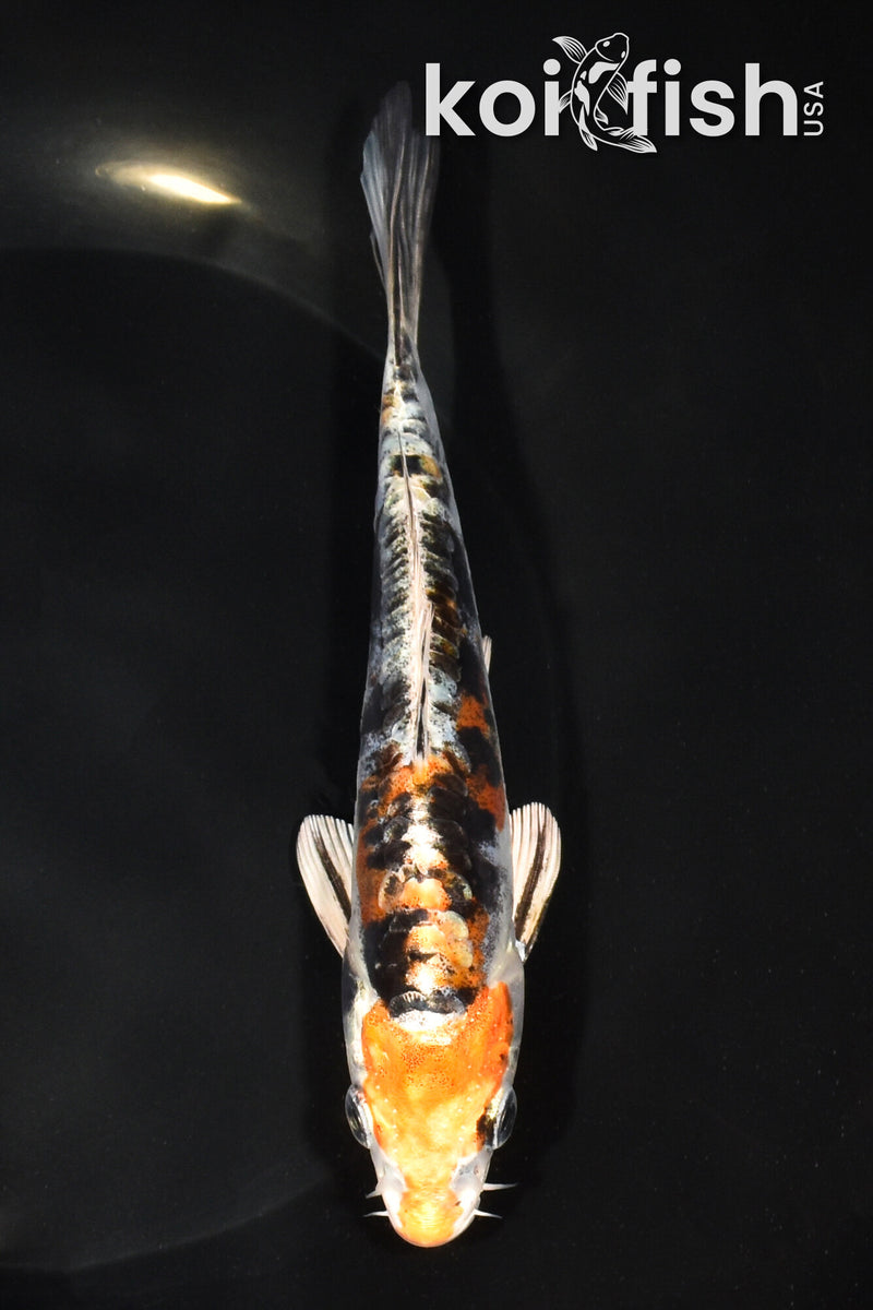 6.5" HEISEI NISHIKI