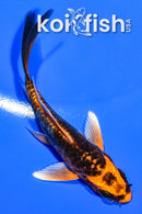 4.25" ARAGOKE BENI KIKOKURYU