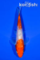 5" GINRIN NIDAN KOHAKU