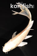 5.75" CREAMY OGON BUTTERFLY