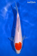 8" TANCHO KOHAKU
