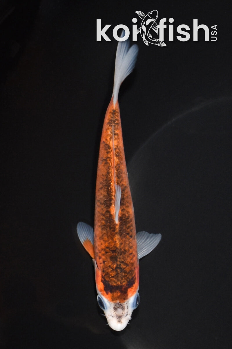 5.25" GOROMO