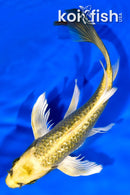 7.25" GINRIN KI MATSUBA BUTTERFLY