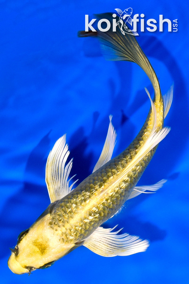 7.25" GINRIN KI MATSUBA BUTTERFLY