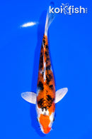 6.25" YAMATO NISHIKI