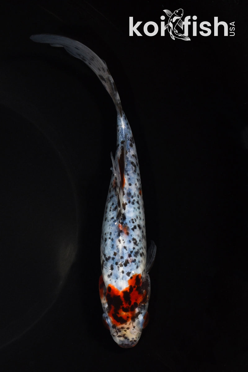 7.25" SHUBUNKIN GOLDFISH