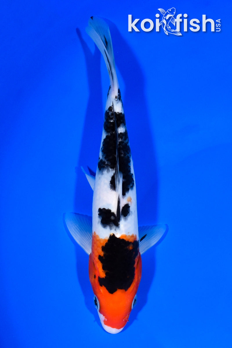 7.5" SANKE
