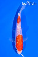 5" GINRIN NIDAN KOHAKU