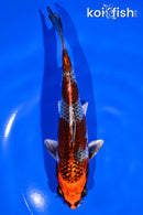 6.75" BENI GINGA