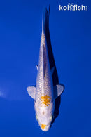 5.75" GINRIN LEMON HARIWAKE