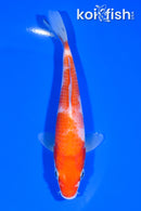 6" KOHAKU