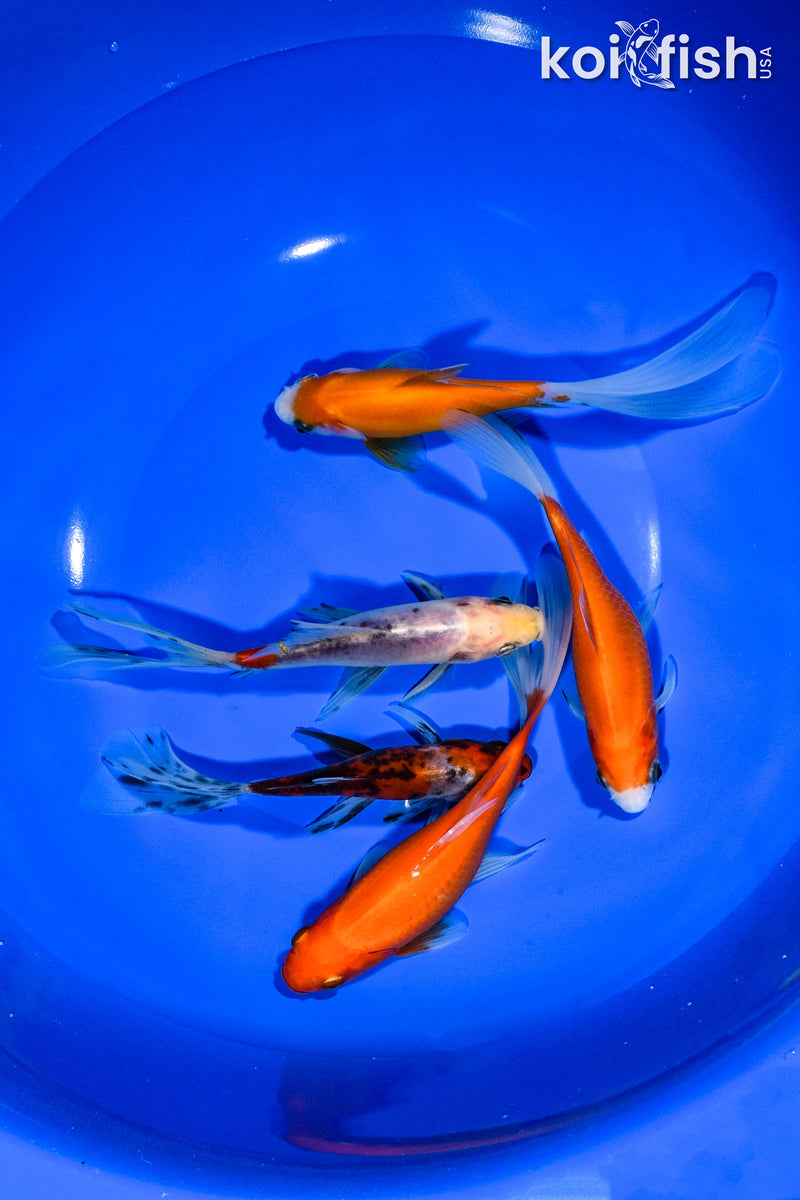 PACK OF (5) 5"-5.75" ASSORTED GOLDFISH