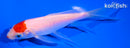 5.25" TANCHO KOHAKU BUTTERFLY