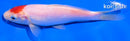 5.5" KOHAKU