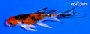 5" YAMATO NISHIKI BUTTERFLY