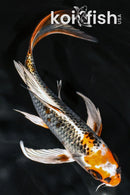 7.5" KUJAKU BUTTERFLY