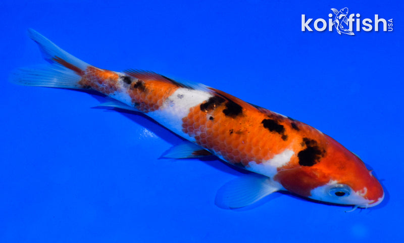 5.5" SANKE