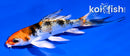 4.5" YAMATO NISHIKI BUTTERFLY