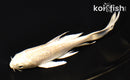5.75" CREAMY OGON BUTTERFLY