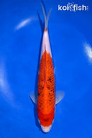 9.5" GOSHIKI