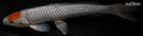 13" TANCHO OCHIBA SHIGURE