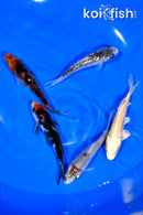 PACK OF (5) 3.75-4" STANDARD KOI