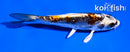 5" BENI KIKOKURYU
