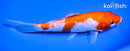 6.75" GINRIN KOHAKU