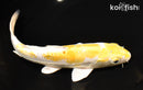 9.5" HEISEI NISHIKI