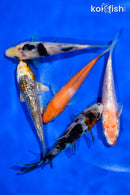 PACK OF (5) 4-4.5" STANDARD KOI
