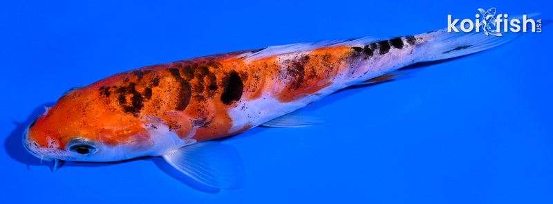 5.25" DOITSU GOSHIKI
