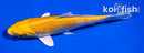 4.5" YAMABUKI OGON