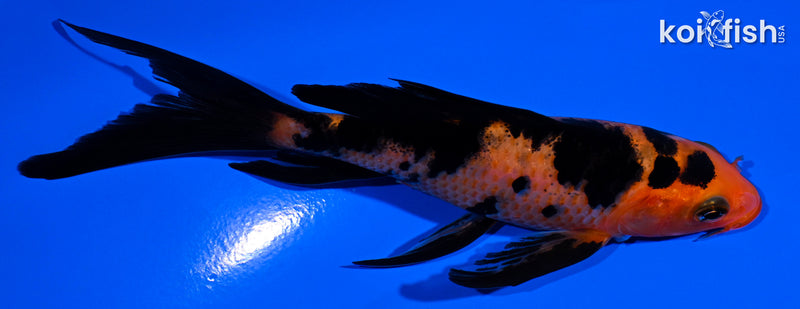 5" AKA BEKKO BUTTERFLY